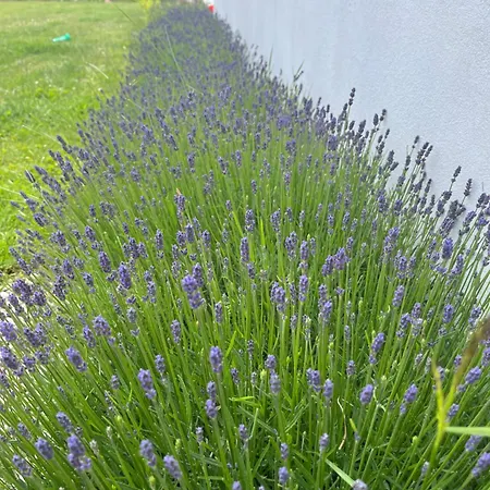 Pogodne סווארזבו