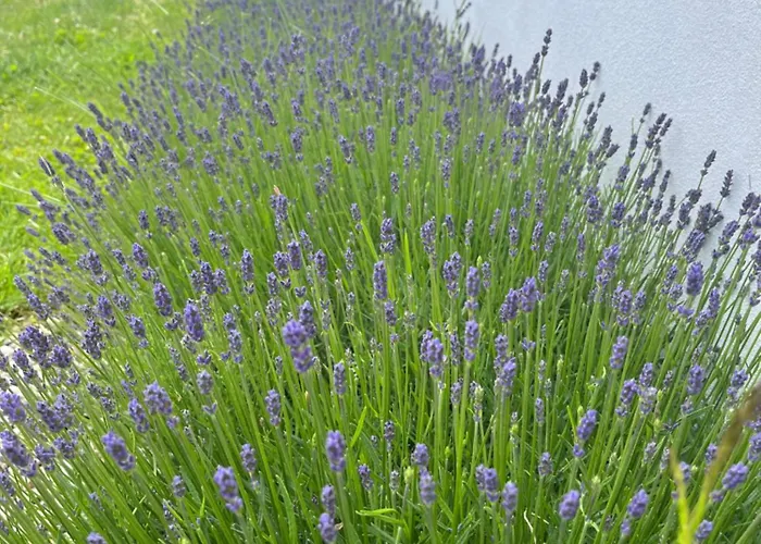 Pogodne 斯瓦热沃